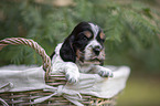 English Cocker Spaniel Welpe im Krbchen