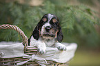 English Cocker Spaniel Welpe im Krbchen