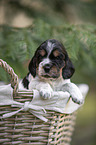 English Cocker Spaniel Welpe im Krbchen