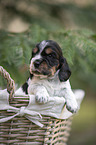 English Cocker Spaniel Welpe im Krbchen