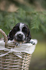 English Cocker Spaniel Welpe im Krbchen