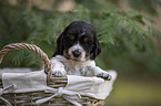 English Cocker Spaniel Welpe im Krbchen