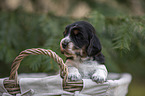 English Cocker Spaniel Welpe im Krbchen