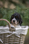 English Cocker Spaniel Welpe im Krbchen