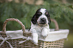 English Cocker Spaniel Welpe im Krbchen