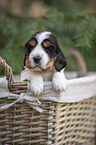 English Cocker Spaniel Welpe im Krbchen