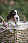 English Cocker Spaniel Welpe im Krbchen