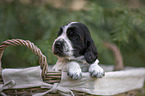 English Cocker Spaniel Welpe im Krbchen