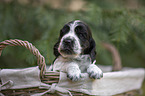 English Cocker Spaniel Welpe im Krbchen