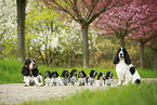 English Cocker Spaniel Familie