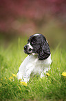 sitzender English Cocker Spaniel Welpe