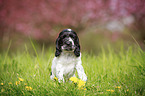 sitzender English Cocker Spaniel Welpe