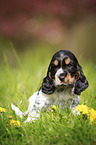 sitzender English Cocker Spaniel Welpe