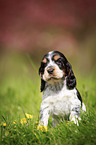 sitzender English Cocker Spaniel Welpe