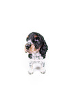 English Cocker Spaniel Welpe