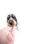English Cocker Spaniel Welpe