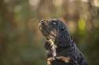 English Cocker Spaniel Welpe Portrait