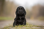 schwarzer English Cocker Spaniel Welpe
