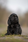 schwarzer English Cocker Spaniel Welpe