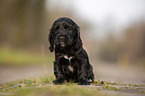 schwarzer English Cocker Spaniel Welpe