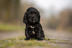 schwarzer English Cocker Spaniel Welpe