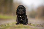 schwarzer English Cocker Spaniel Welpe