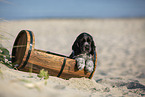 English Cocker Spaniel Welpe am Strand