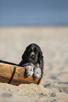 English Cocker Spaniel Welpe am Strand