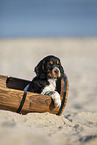 English Cocker Spaniel Welpe am Strand