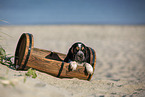 English Cocker Spaniel Welpe am Strand