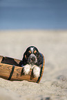 English Cocker Spaniel Welpe am Strand