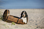 English Cocker Spaniel Welpe am Strand