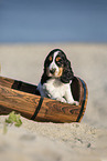 English Cocker Spaniel Welpe am Strand