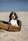 English Cocker Spaniel Welpe am Strand