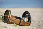 English Cocker Spaniel Welpe am Strand