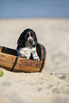 English Cocker Spaniel Welpe am Strand