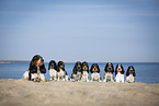 English Cocker Spaniel Familie