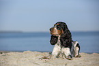 English Cocker Spaniel am Strand