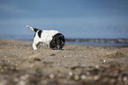 English Cocker Spaniel Welpe am Strand