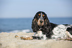 English Cocker Spaniel am Strand