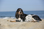 English Cocker Spaniel am Strand