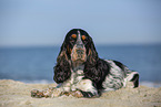 English Cocker Spaniel am Strand