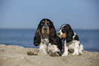 sitzender English Cocker Spaniel Welpe