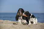sitzender English Cocker Spaniel Welpe