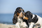 English Cocker Spaniel Portrait