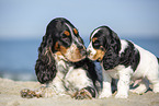 English Cocker Spaniel am Strand