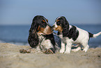 English Cocker Spaniel am Strand