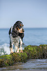 stehender English Cocker Spaniel