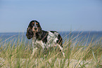 stehender English Cocker Spaniel