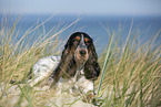 English Cocker Spaniel am Strand